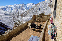 Two yaks (Bos gruinensis) in an open corral of a house in the village of Kibber, Spiti Valley, Cold Desert Biosphere Reserve, Himalaya mountains, Himachal Pradesh, India, February