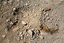 Snow leopard (Panthera uncia) scat and scratches in soil to mark territory at 4.350 meters in Spiti valley, Cold Desert Biosphere Reserve, Himalaya mountains, Himachal Pradesh, India, February