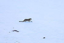 Snow leopard (Panthera uncia) male on the snow stalking a group of Himalayan ibex in Spiti valley, Cold Desert Biosphere Reserve, Himalaya mountains, Himachal Pradesh, India, February