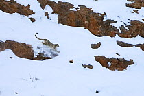 Snow leopard (Panthera uncia) male running hunting Himalayan ibex on the snow in Spiti valley, Cold Desert Biosphere Reserve, Himalaya mountains, Himachal Pradesh, India, February