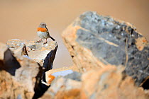Robin Accentor (Prunella rubeculoides) in Spiti valley, Cold Desert Biosphere Reserve, Himalaya mountains, Himachal Pradesh, India, February
