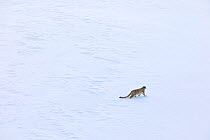 Snow leopard (Panthera uncia) male on snow stalking Himalayan ibex in Spiti valley, Cold Desert Biosphere Reserve, Himalaya mountains, Himachal Pradesh, India, February