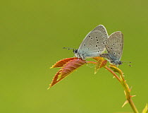 Small blue adult, Cupido minimus, pair mating, Bedfordshire
