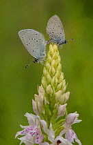 Small blue adult, Cupido minimus, pair mating on common spotted orchid, Bedfordshire