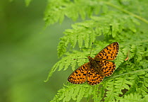 Small Pearl-bordered fritillary adult, wings open, on bracken, Boloria selene, Wyre Forest