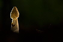 Stinkhorn fungus (Phallus impudicus), backlit at night. Nottinghamshire, England, UK.