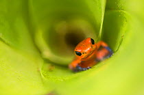 Strawberry poison-dart frog (Oophaga pumilio) resting in Bromeliad. Costa Rica.