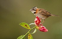 Stripe-headed sparrow (Peucaea ruficauda) perched on flower. Costa Rica.
