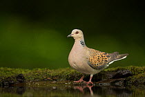 Turtle dove (Streptopelia turtur) standing at a drinking pool. Hungary. May.