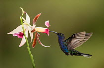 Violet sabrewing hummingbird (Campylopterus hemileucurus) nectaring on Orchid. Costa Rica.