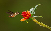 Volcano hummingbird (Selasphorus flammula) nectaring on flower. Costa Rica.