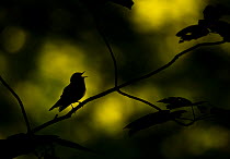 Wood warbler (Phylloscopus sibilatrix) singing whilst perched on branch, silhouetted at dawn. Sheffield, England, UK. May.