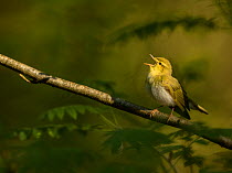 Wood warbler (Phylloscopus sibilatrix) male singing, perched on branch in morning light. Sheffield, England, UK. May.