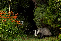 Badger (Meles meles) in garden at night. Sheffield, England, UK. August.