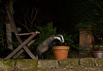 Badger (Meles meles) investigating flowerpot in urban garden at night. Sheffield, England, UK. August.