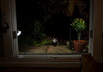 Badger (Meles meles) in garden at night, viewed through conservatory doors. Cat looking on from inside. Sheffield, England, UK. August.