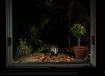 Badger (Meles meles) in garden at night, viewed through conservatory doors. Sheffield, England, UK. August.