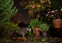 Badger (Meles meles) between flowerpots on garden pation. Sheffield, England, UK. October.