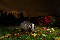 Badger (Meles meles), male snuffling in urban garden at night. Sheffield, England, UK. January.
