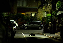 Badger (Meles meles) crossing road in residential area at night. Sheffield, England, UK. October 2018.