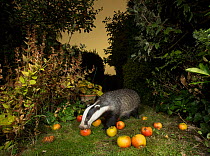 Badger (Meles meles) eating apples in urban garden. Sheffield, England, UK. October.