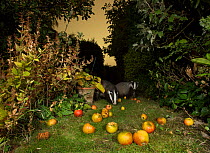 Badger (Meles meles), two eating apples in urban garden. Sheffield, England, UK. October.