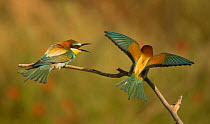 European bee-eater (Merops apiaster), two in conflict, perched on branch. Hungary. May.