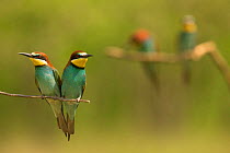 European bee-eater (Merops apiaster) pair perched on branch looking in opposite directions, another pair in background. Hungary. May.