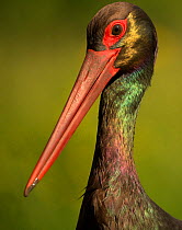 Black stork (Ciconia nigra), portrait. Hortobagyi National Park, Hungary. May.