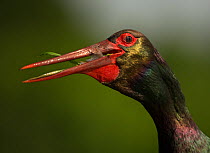Black stork (Ciconia nigra) swallowing fish. Hortobagyi National Park, Hungary. May.
