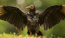 Black vulture (Coragyps atratus) with wings open in rain. Costa Rica.