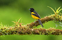 Black-cowled oriole (Icterus prosthemelas) perched on branch. Costa Rica.