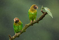 Brown-hooded parrot (Pyrilia haematotis), two perched on branch in rain. Costa Rica.
