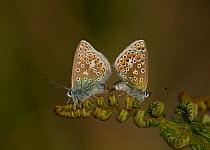 Common blue butterfly (Polyommatus icarus) pair mating, perched on Bracken (Pteridium aquilinum) frond. North Wales, England, UK. June.