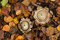 Collared earth star (Geastrum triplex), two on woodland floor. South Yorkshire, England, UK. September.