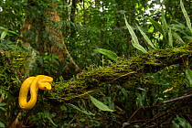 Eyelash viper (Bothriechis schlegelii) on branch in rainforest. Costa Rica. 2018.