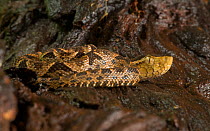 Fer-de-lance (Bothrops asper) snake resting on wood on forest floor. Costa Rica.