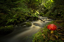 Fly agaric toadstool (Amanita muscaria) on river bank, in deciduous woodland. Sheffield, England, UK.