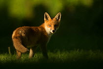 Red fox (Vulpes vulpes) cub looking at camera, in morning. Sheffield, England, UK. June.