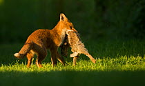 Red fox (Vulpes vulpes) cub with Rabbit (Oryctolagus cuniculus) in mouth. Sheffield, England, UK. June.