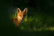 Red fox (Vulpes vulpes) cub peering around hedge, in morning. Sheffield, England, UK. April.