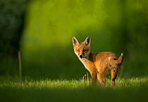 Red fox (Vulpes vulpes) cub looking over shoulder at camera. Sheffield, England, UK. May.