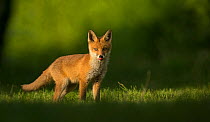 Red fox (Vulpes vulpes) cub licking lips. Sheffield, England, UK. May.