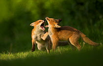 Red fox (Vulpes vulpes), two cubs play fighting. Sheffield, England, UK. May.
