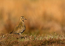 Golden plover (Pluvialis apricaria). Sheffield, South Yorkshire, England, UK. May.