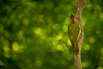 Green woodpecker (Picus viridis) female on tree stump in woodland. May.