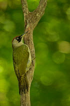 Green woodpecker (Picus viridis) female on tree stump. May.
