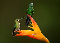 Green-crowned brilliant (Heliodoxa jacula), two perched on Lobster-claw (Heliconia sp) flower. Costa Rica.