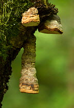 Horse shoe fungus (Fomes fomentarius) on dead Birch (Betula sp). Nottinghamshire, England, UK. August.