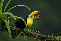 Keel-billed toucan (Ramphastos sulfuratus) perched on branch with beak open. Laguna del Lagarto, Alajuela, Costa Rica.